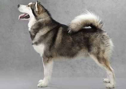 Alaskan Malamute caracteristicile rasei, conținut