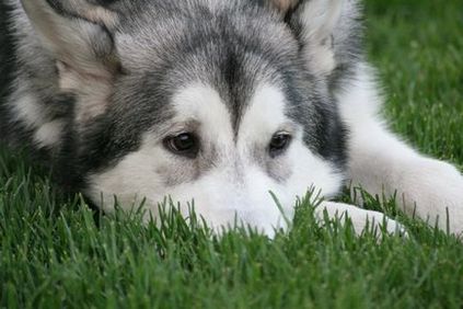 Alaskan Malamute caracteristicile rasei, conținut