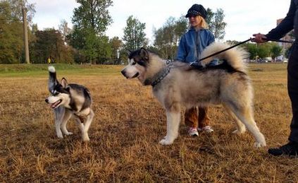 Alaskan Malamute caracteristicile rasei, conținut