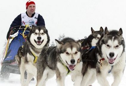 Alaskan Malamute caracteristicile rasei, conținut