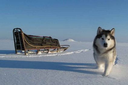 Alaskan Malamute caracteristicile rasei, conținut