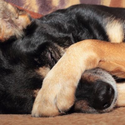 Alaskan Malamute caracteristicile rasei, conținut