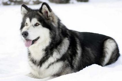 Аляскинский мамулт-одна з найкрасивіших порід собак