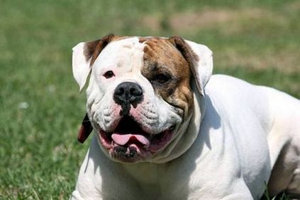 Amerikai bulldog valamit tudni amerikai bulldog fotó, sokoldalú fajta,