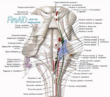 Анатомія блукаючий нерв (x пара, 10 пара черепних нервів), n
