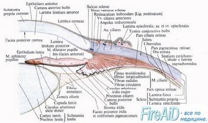 Anatomia camerei oculare