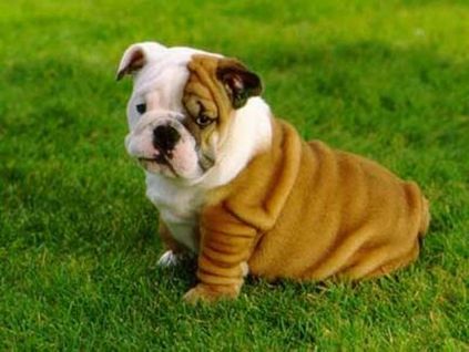 Angol bulldog (British Bulldog Breed történet) angol bulldog