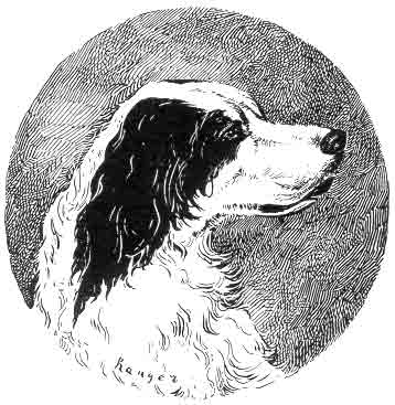 Англійський сетер - опис, походження, картинки собак, собаки