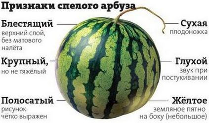 Кавун гірчить причини неприємного смаку і методи запобігання