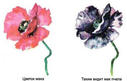 Az íze és színe virágok