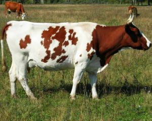 Айширської порода корів