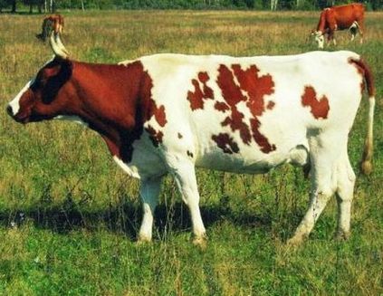 Айширської порода корів 1