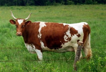Айширської порода корів характеристика, фото, опис