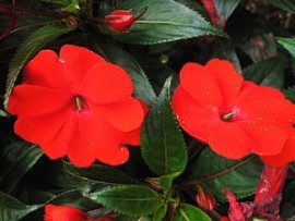 Szoba balzsam (Impatiens) Impatiens szoba