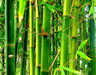 Bambus în parfumerie