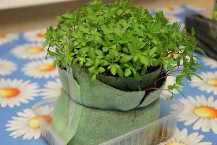 Marigold magok ültetése palánták, leszállási a nyílt terepen, vagy pot (mag) Marigold magok elültetése palánták és leszállás a nyílt terepen vagy pot