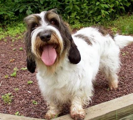 Basset Griffon Vendeen fajta leírás, fotó, videó, karakter