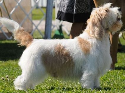 Basset Griffon Vendeen fajta leírás, fotó, videó, karakter