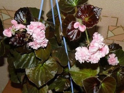 Begonia plantare și îngrijire permanentă, varietăți și hibrizi