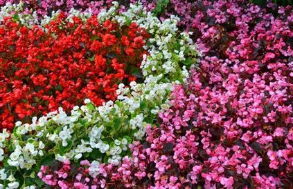 Begonia plantare și îngrijire permanentă, varietăți și hibrizi