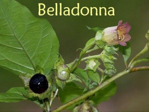 Beladonna, un hoț de stupefiante