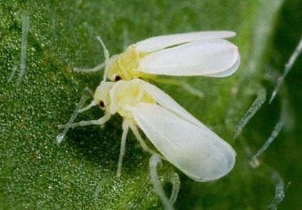 Whitefly pe flori de interior cum să scapi de un dăunător