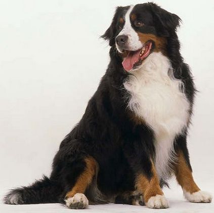 Câine de munte Bernese (câine ciobănesc) rasă standard