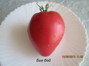 Big Boy (băiat mare), semințe de soiuri rare de roșii