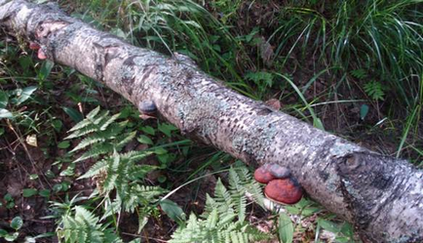 Caracteristicile bioecologice ale ciupercilor ciupercilor (exemplificată de fomitopsis pinicola), publicarea în