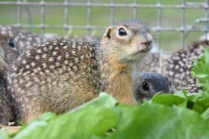 Biologii salvează speciile pe cale de dispariție - veveriță de pământ gălbui