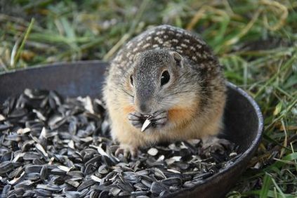 Biologii salvează speciile pe cale de dispariție - veveriță de pământ gălbui