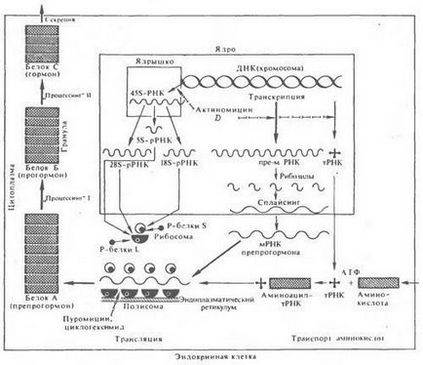 Biosinteza hormonilor