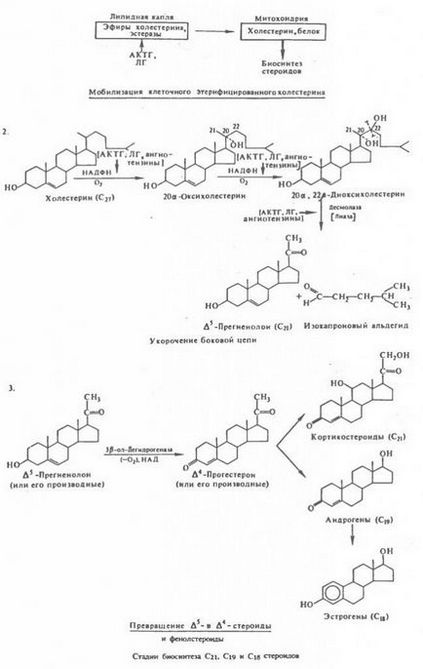 Biosinteza hormonilor