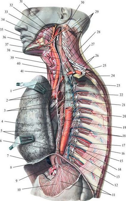 Wandering nerv - stadopedia