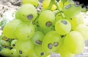Хвороби і шкідники винограду і способи їх лікування