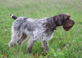 Nagy és kis Petit Basset Griffon Vendeen