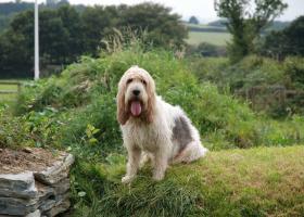 Nagy és kis Petit Basset Griffon Vendeen