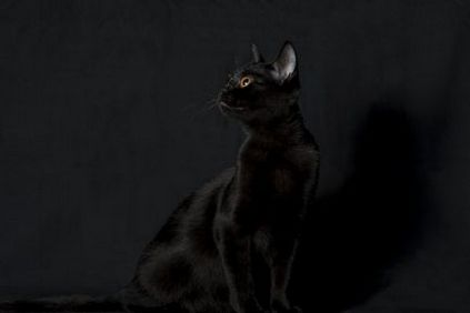 Бомбейська кішка