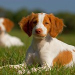 Breton epagniol - o prezentare completă a uneia dintre rasele de hochei francezi (foto, video, descriere)