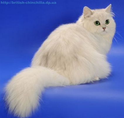 Британська довгошерста стандарт, Хайлендер, опис, відео british longhair standard