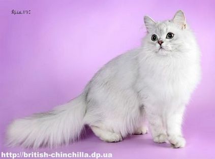 Британська довгошерста стандарт, Хайлендер, опис, відео british longhair standard