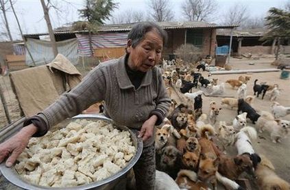 Animale stricate în China și batjocura lor, totul despre China - orașe, stațiuni,