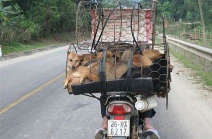 Animale stricate în China și batjocura lor, totul despre China - orașe, stațiuni,