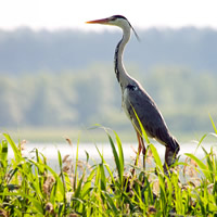 Heron al habitatului, hrană, condiții de locuit