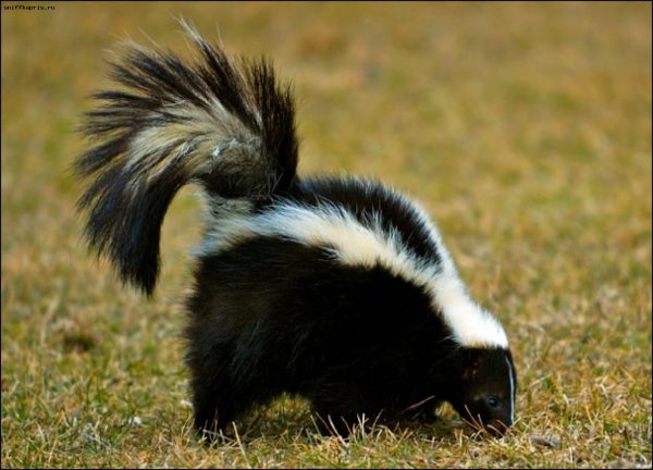 Ceea ce este interesant despre skunk este sursa bunei dispoziții