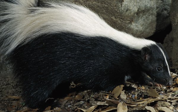 Ceea ce este interesant despre skunk este sursa bunei dispoziții