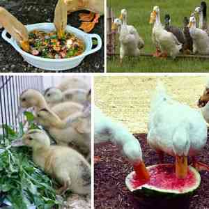 Cum să hrăniți rațe - reproducerea păsărilor - fi () - endif - catalogul articolelor - dezvoltarea afacerilor cu