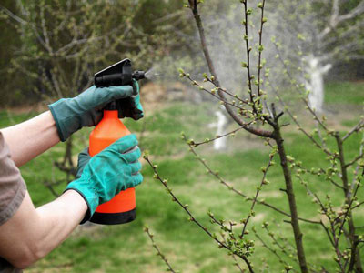 Чим обробити плодові дерева ранньої весни від шкідників