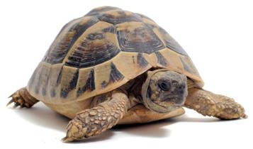 Turtle feng shui jelentősége és hová tegye (put) Turtle feng shui jelentősége és hová tegye
