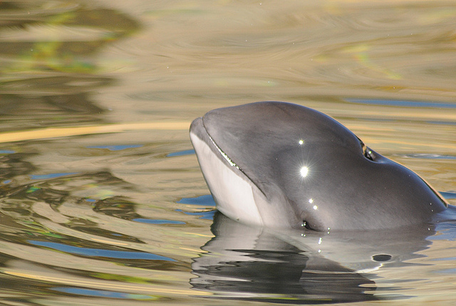 Delfinii din Marea Neagră - o lume uimitoare a animalelor